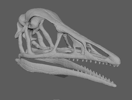 archéoptéryx crâne dinosaures jurassique parc jurassicworld paléontologie paléoart dinosaure préhistorique reptile créature disparu art sculptures 3d print model - Mito3D