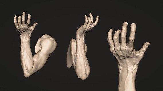 arm anatomy hand statue printable body finger art people human female tool sculpture sculptures character reference 3d print model - Mito3D