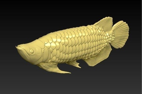 arowana dragon fish 3d model - 3dprint ready dragonfish carong goldenfish science biology 3d print model - Mito3D