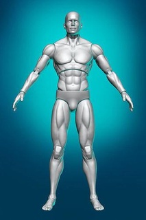 artikuliert Aktion Zahl Spielzeug Spielzeuge Figur männlich Anatomie Artikulation Action Körper Spiele 3d print model - Mito3D