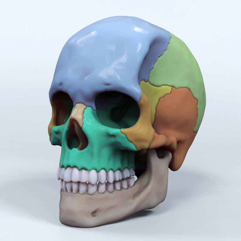 artist sculpted skull reference human humanskull anatomy bone skeleton first model march art sculptures colored 3d 3D print model - Mito3D