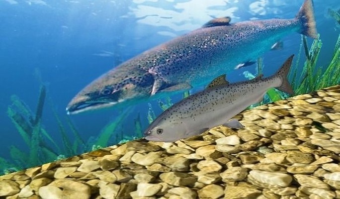 atlantique saumon l'eau nature poisson océan animal bureau animaux requin mer roche marin aquatique art science 3d print model - Mito3D