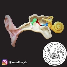 auditory system medicine anatomy anatomia medicina health medical science doctor body care biology 3d print model - Mito3D