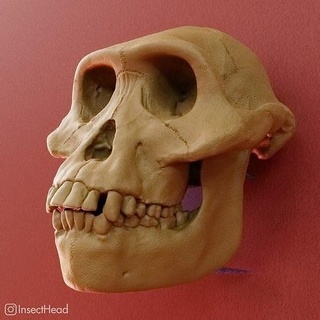 australopithèque afarensis crâne 3d impression fossile paléontologie préhistorique disparu tête hominidé ancestral Afrioanus science biologie 3d print model - Mito3D