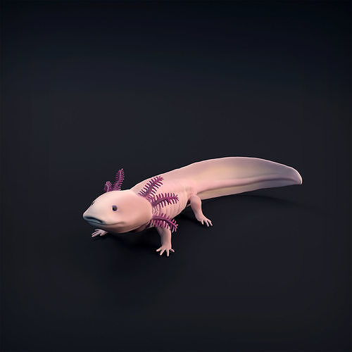 axolotl 3d stampa animale salamandra rettile carina arte scultura figura statua fauna selvatica giocattolo lucertola domestico natura sculture 3D print model - Mito3D