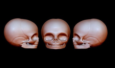 bebê básico cabeça esqueleto recém nascido crânio arte esculturas 3d print model - Mito3D