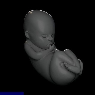 baby fetus 3d anatomy print toplogy art sculptures 3d print model - Mito3D