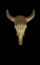 baffaloskull gold bull skull art illustration nature strength animals baffalo jewllery pendant ring silver dark animal skeleton chemistry people jewelry pendants 3d print model - Mito3D