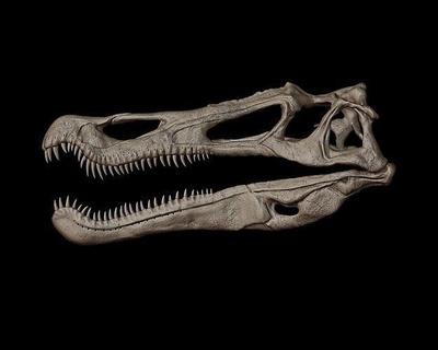 baryonyx skull dinosaur jurassic creature reptile animal prehistoric beast paleontology predator trex bone spinosaur baryon carnivore fossil tyrannosaurus theropod art sculptures 3d print model - Mito3D