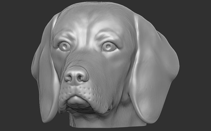 beagle köpek baş 3d baskı pomeranya yavrusu hayvan Bernese dağ aziz bernard Newfoundland rottweiler Pitbull çoban Almanca dane Chihuahua bulldog Labrador av köpeği husky Sanat heykeller 3D print model - Mito3D
