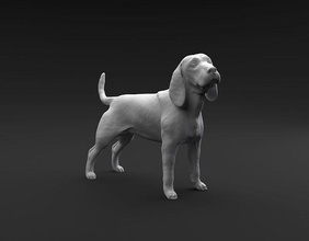 beagle pé fêmea masculino 3d impressão cão animal mamífero canino miniatura figura escultura estátua imprimível miniaturas estatuetas alerta direito caçando caça arte esculturas 3d print model - Mito3D