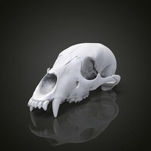 ours godille crâne anatomie tête animal dents nature nounours science grizzly velu horreur Halloween biologie 3d print model - Mito3D