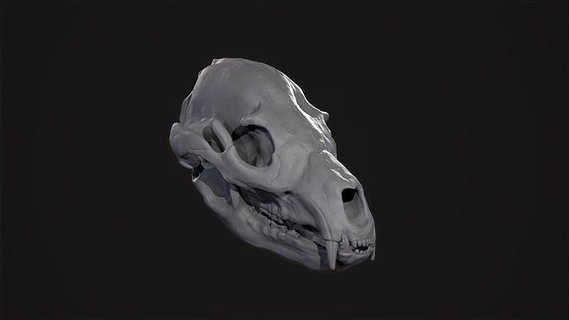 bear skull printing anatomy character animal skeleton creature skulpture ecorche grizzly art nature body sculptures 3d print model - Mito3D