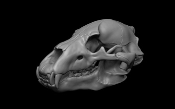 bär schädel zähne tier knochen anatomie kreatur natur kiefer zubehör wissenschaft säugetier dekoration kopf mund skelett 3dprint anlagegut dschungel tiere 3d print model - Mito3D