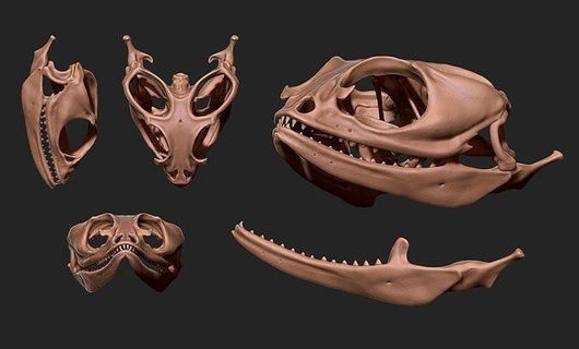 barbu dragon crâne cnc OS cornes bijoux bois tête anatomie squelette mort animal science métal miniatures cerf biologie or imprimable argent 3d print model - Mito3D
