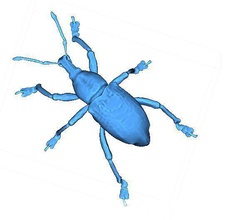 beetle insect 3dprinting anatomical ctscan dicom science biology 3d print model - Mito3D