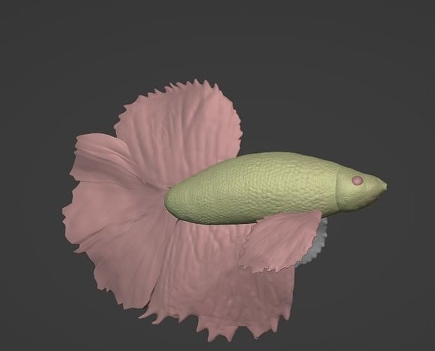 betta fish angelfish bettafish water underwater animal sea aquarium animals pet art sculptures 3D print model - Mito3D