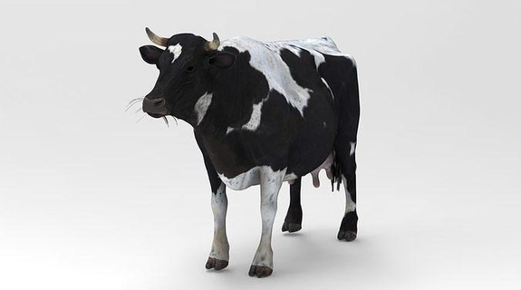 black cow animals cattle milk animal mammal rural bull farm relistic game lowpoly poly moo domestic pet farmer gamedev unity 3dsmax 3d print model - Mito3D