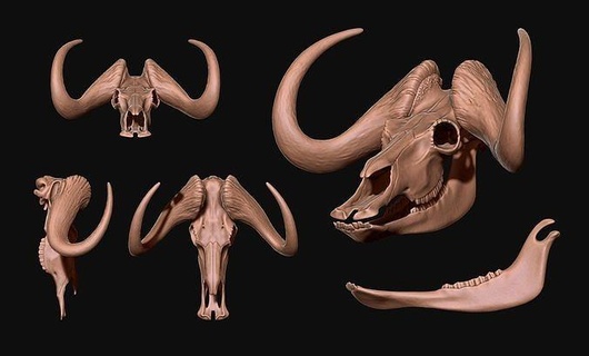 black wildebeest skull - cnc bone jewerly head anatomy skeleton animal science metal miniatures biology jewelry printable walrus figurines africa ungulates 3d print model - Mito3D