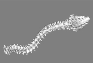 bones silver head bone animal snake anatomy snakes anaconda animals python science 3d print model - Mito3D