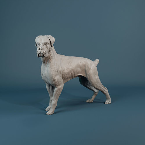 boxer perro pre soportado imprimible animal figura figuritas sabueso miniaturas mascota escultura miniatura visión mamífero pie canino doméstico arte esculturas 3D print model - Mito3D