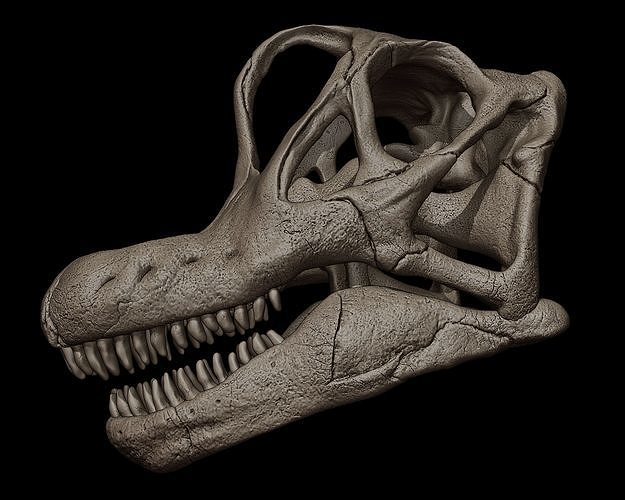 brachiosaurus cranio 3d Stampa modello dinosauro creatura animale lucertola giurassico rettile preistorico dino dinosauri trex triceratopo tirannosauro raptor sauropode mostro brachiosauro parco sculture arte 3D print model - Mito3D