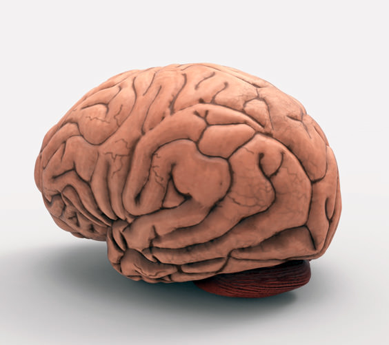 brain science staplesprinting anatomy medical biology 3D print model - Mito3D