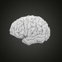 brain human anatomy intellectual mind science neurology nervous organ cerebellum neuron medical biology body head 3d print model - Mito3D