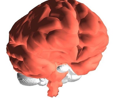 cerveau 3d modèle anatomie neurologie psychologie tête intelligence neural personnage science Humain corps médical organe intellectuel squelette crâne OS 3dprinting biologie 3d print model - Mito3D
