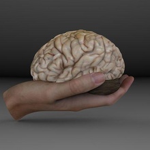 cerveau 3d tête main imprimable organe corps doigt science esprit interne biologie 3d print model - Mito3D