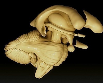 cerebro vástago cuarto ventrículo anatomía humano cuerpo medicamento Ciencias médico biología salud hospital 3d print model - Mito3D