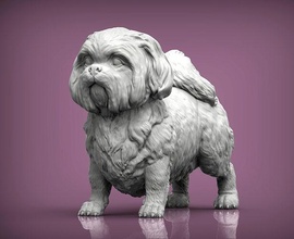 británico shih tzu shihtzu perro naturaleza mamífero animal mascota escultura estatuilla recuerdo 3d impresión modelo esculpir arte estatua esculturas 3d print model - Mito3D