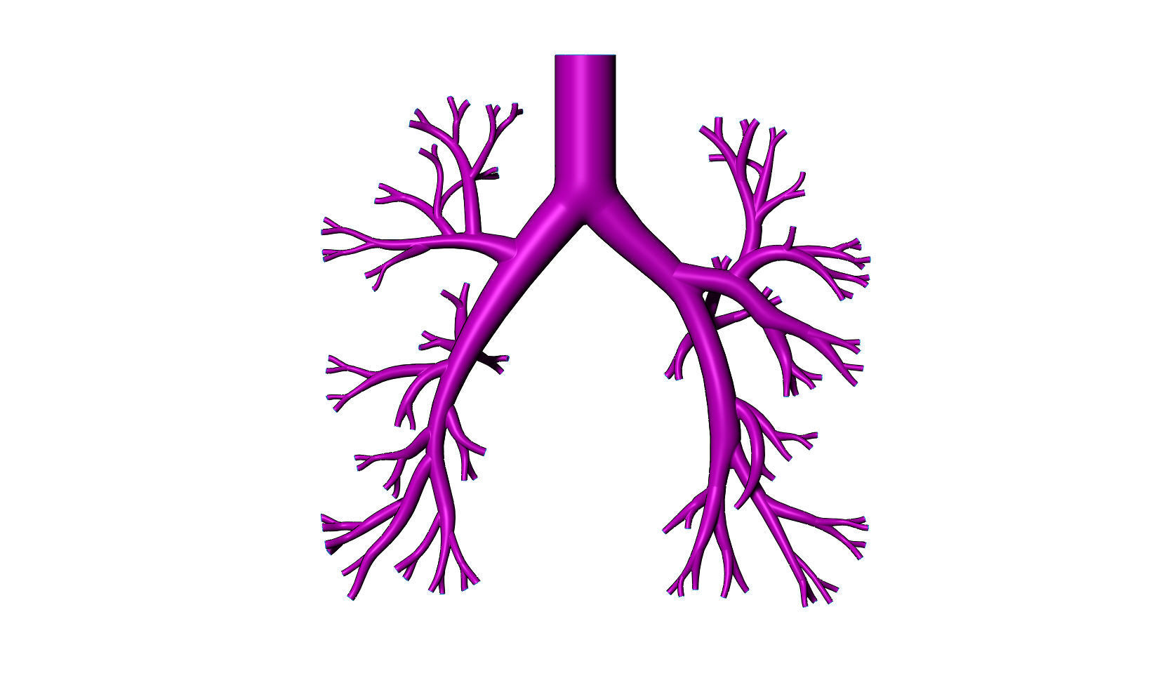 bronquial árvore 3d modelo impressão cfd fea brônquio anatomia pulmão respiratório biologia educacional educação médico biomédico órgão protético pneumologia respirologia peito imprimível brônquios ciência 3D print model - Mito3D