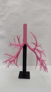 bronşiyal ağaç destek ilaç bronşlar göğüs akciğerler Eğitim solunum bilimi anatomi insan anatomisi Arbolbronquial Bilim Biyoloji 3d print model - Mito3D