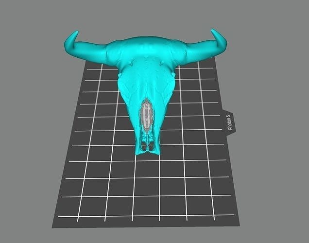 Toro cranio 3d 3dprint Stampa mammifero bestiame replica arte scansioni repliche 3D print model - Mito3D