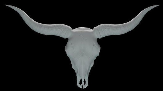bull skull art anatomy wildlife nature sculpture sculptures 3d print model - Mito3D
