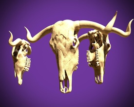 toro cráneo escultura animal 3dprinting juegos juguetes juego accesorios 3d print model - Mito3D