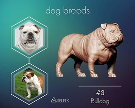 bulldog model heykel Sanat heykeller köpek hayvan yavrusu 3d print model - Mito3D