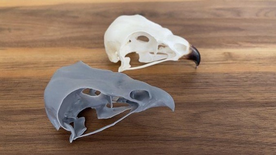 urubu crânio pássaro animais falcão anatomia falcoaria Educação natureza animal Ciência biologia 3d print model - Mito3D