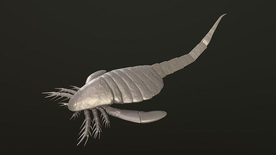carcinosoma dinosaur nature insect underwater animal sea art sculptures 3d print model - Mito3D