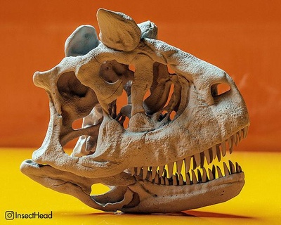carnotaure salle crâne fossile ancien musée dinosaure carnoaurus paléoart paléontologie science biologie 3d print model - Mito3D