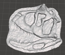 carnotaurus schädel wissenschaft biologie kopf uralt dinosaurier fossil prähistorisch jurassisch jurassicworld jurassic park kunst scannt repliken 3d print model - Mito3D