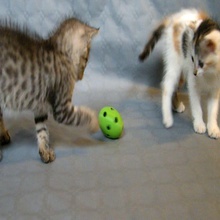 gatto palla gattino animale domestico natura curiosità campana giochi giocattoli gioco accessori 3d print model - Mito3D