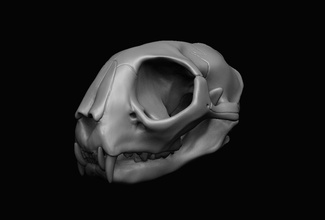 gato cráneo anatomía felino animal ciencias boca 3dprint dientes activo esqueleto hueso mamífero decoración accesorios mandíbula esquelético naturaleza criatura gatito cabeza animales 3d print model - Mito3D