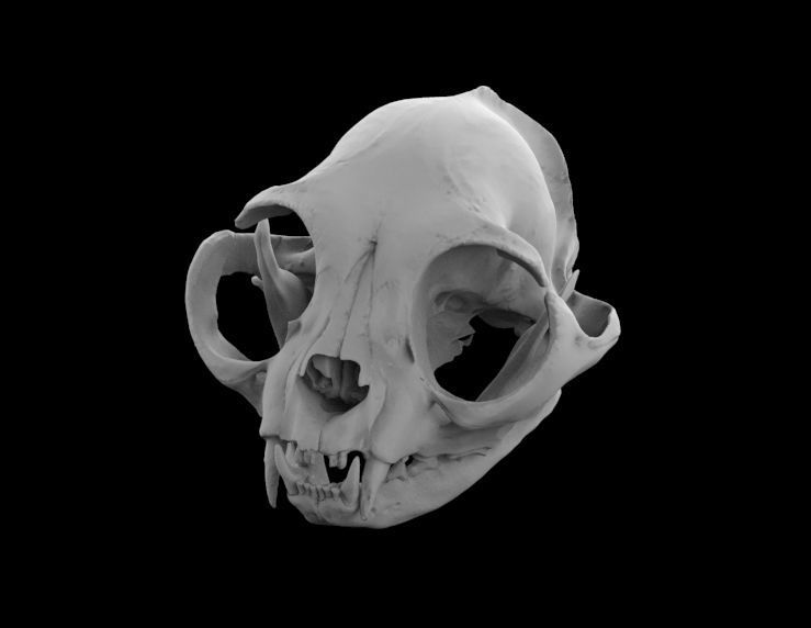 gato crânio trança grã bretanha curto cabelo felino ossos osso veterinario veterinário animal anatomia esqueleto gatinha osteologia morto arte britânico ciência biologia 3D print model - Mito3D