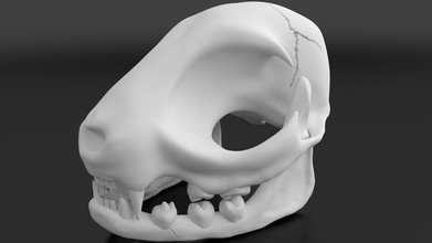 kedi kafatası bilim hayvan pet kitty doğa iskeleti iskelet kemik yavrusu vahşi Hayvanat Bahçesi gerçekçi styalized highpoly ayrıntılı kemikler yazdırılabilir 3dprinting cg biyoloji 3d print model - Mito3D