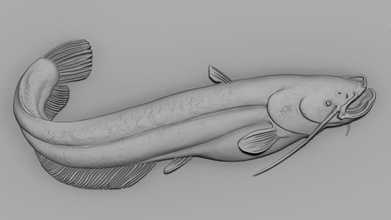 peixe gato animal joalheria pingente arte esculturas 3d print model - Mito3D