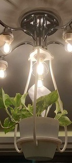 tavan Lamba bitki ev Sanat tencere dekor tasarım ampul ışık Kulp destek aydınlatma 3d print model - Mito3D