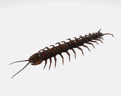 centipede 3d model ready print invertebrate worm pillar insect animals scolopendra gigantea creature bug giant small garden millipede biology nature poison forest textured science art sculptures 3d print model - Mito3D