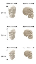 céramique poupée crâne têtes humain science tête anatomie squelette os morte effrayant halloween visage corps crânes blanc main teschio biologie 3d print model - Mito3D
